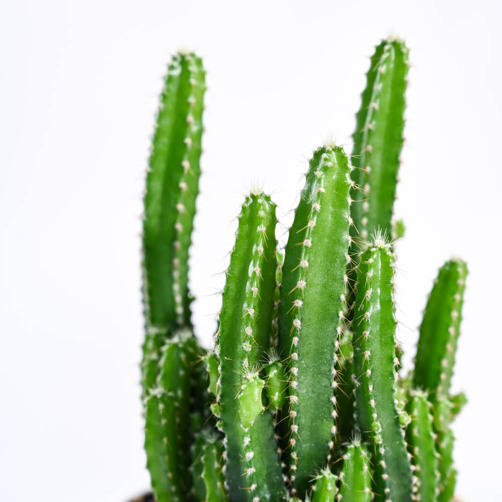 Cactus_Plant__Elongated_NUPL0186_Ivory