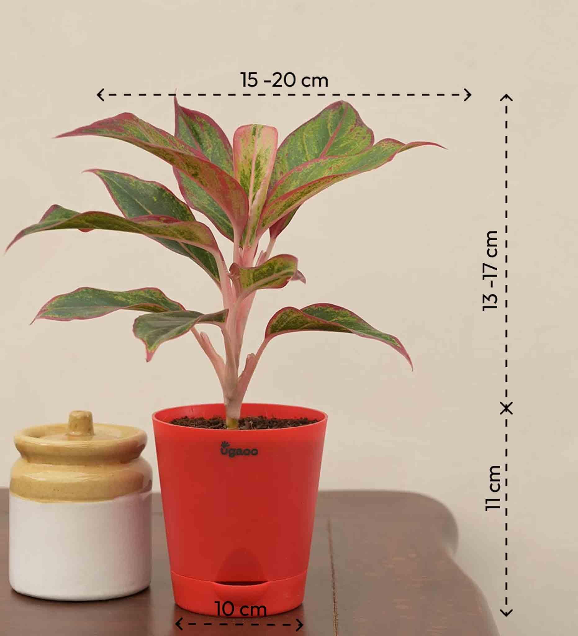 Aglaonema Red Plant Gift Hamper