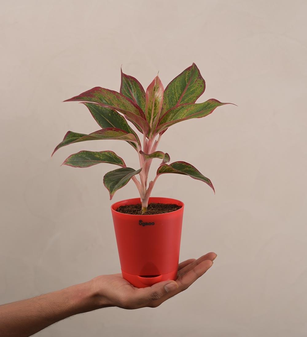 Aglaonema Red Plant Gift Hamper