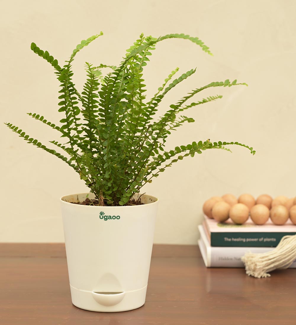 Fern Button Plant For Environment Day Gifting