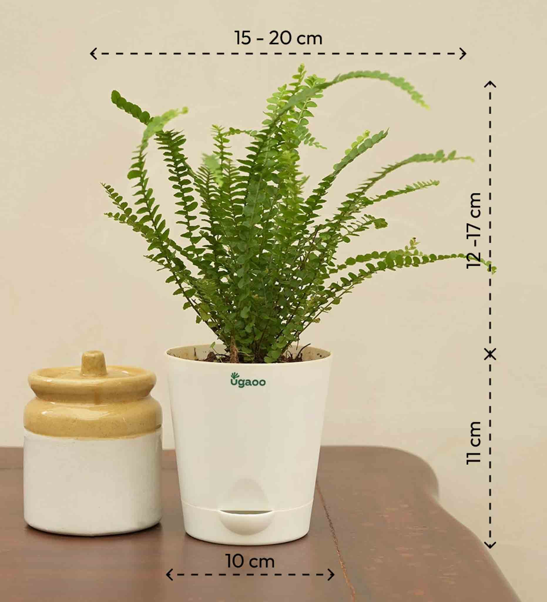 Button Fern Plant