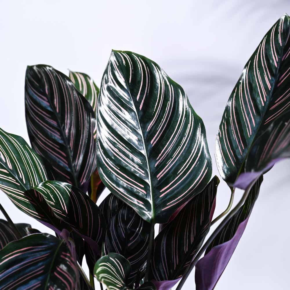 Calathea Sanderiana