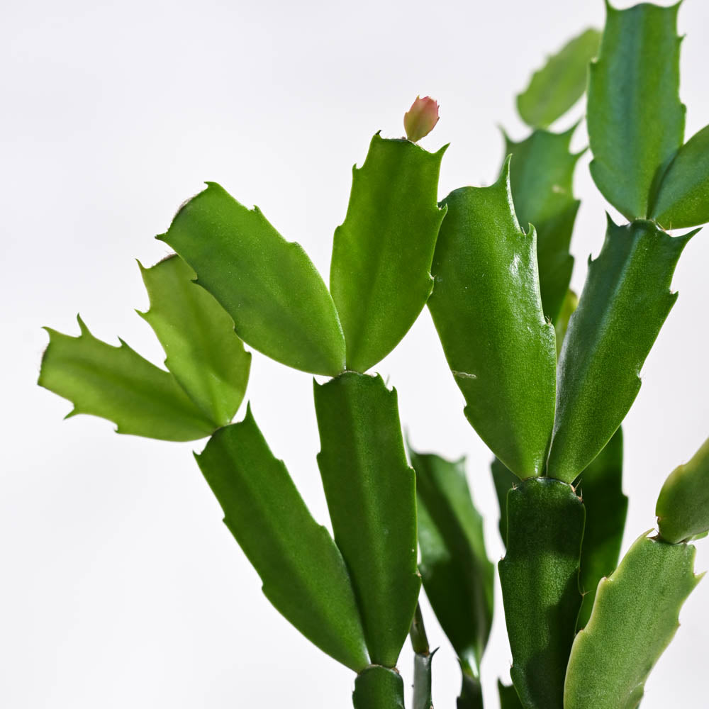 Christmas Cactus