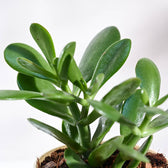 Buy Crassula Ovata (Jade) Plant| Benefits, Care Tips & More – Ugaoo