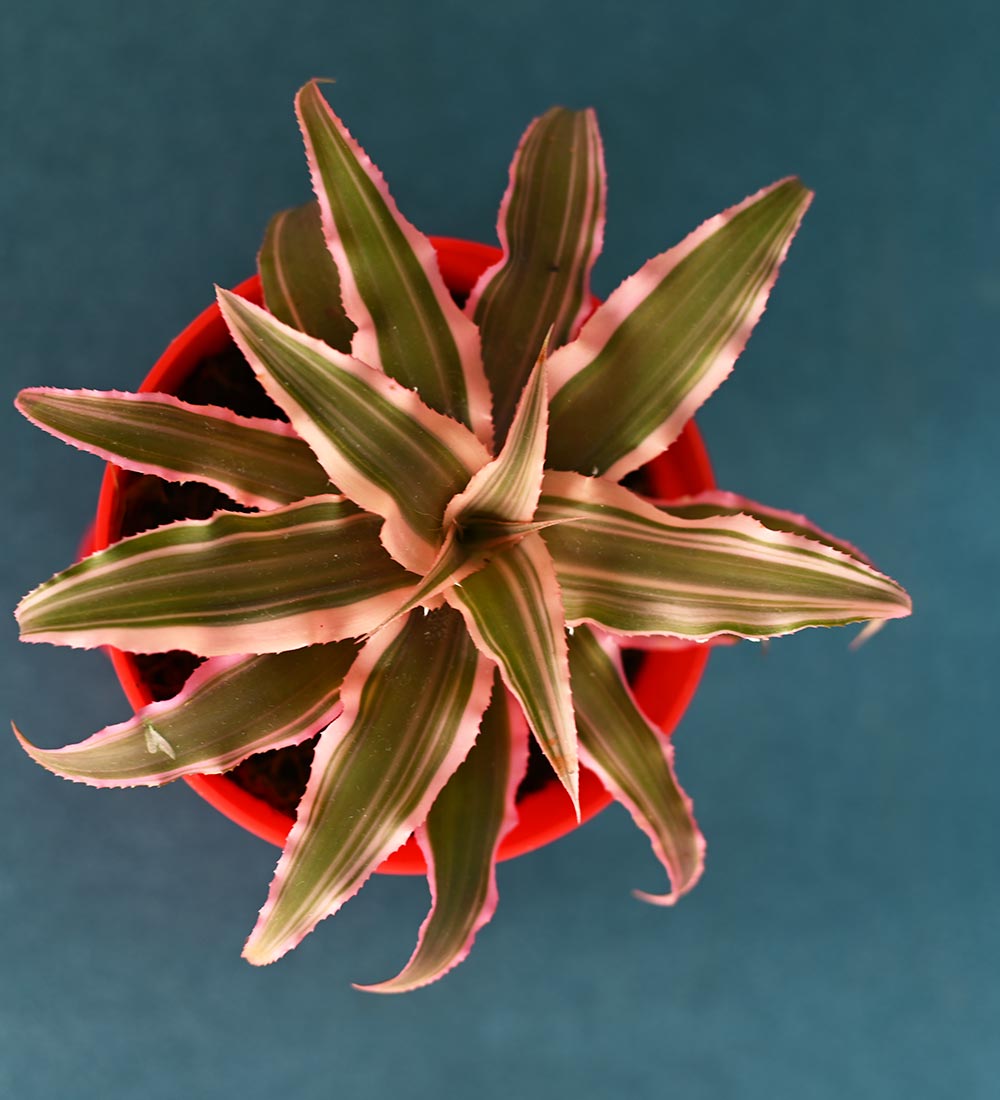 Earth Star Plant and Eco Goodies Bag