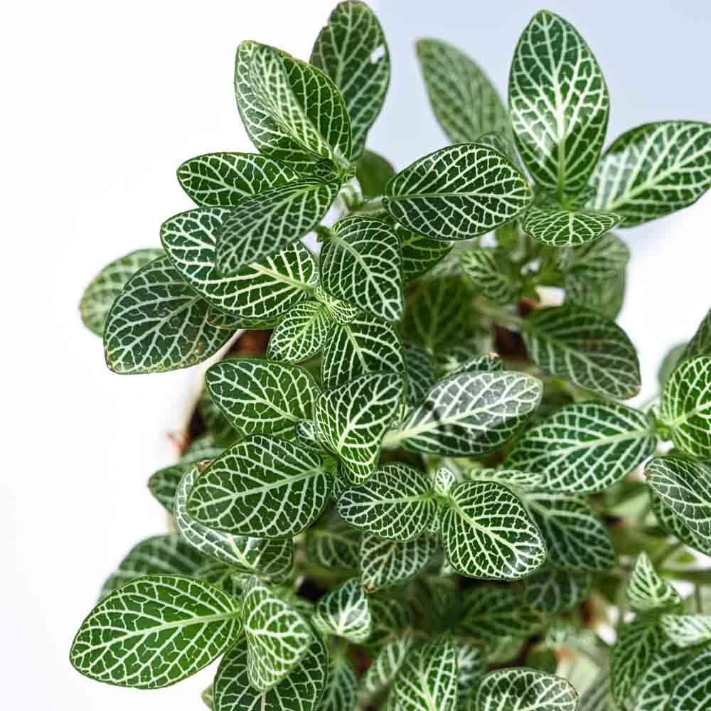 Fittonia Green Plant (Nerve Plant) With GroPot