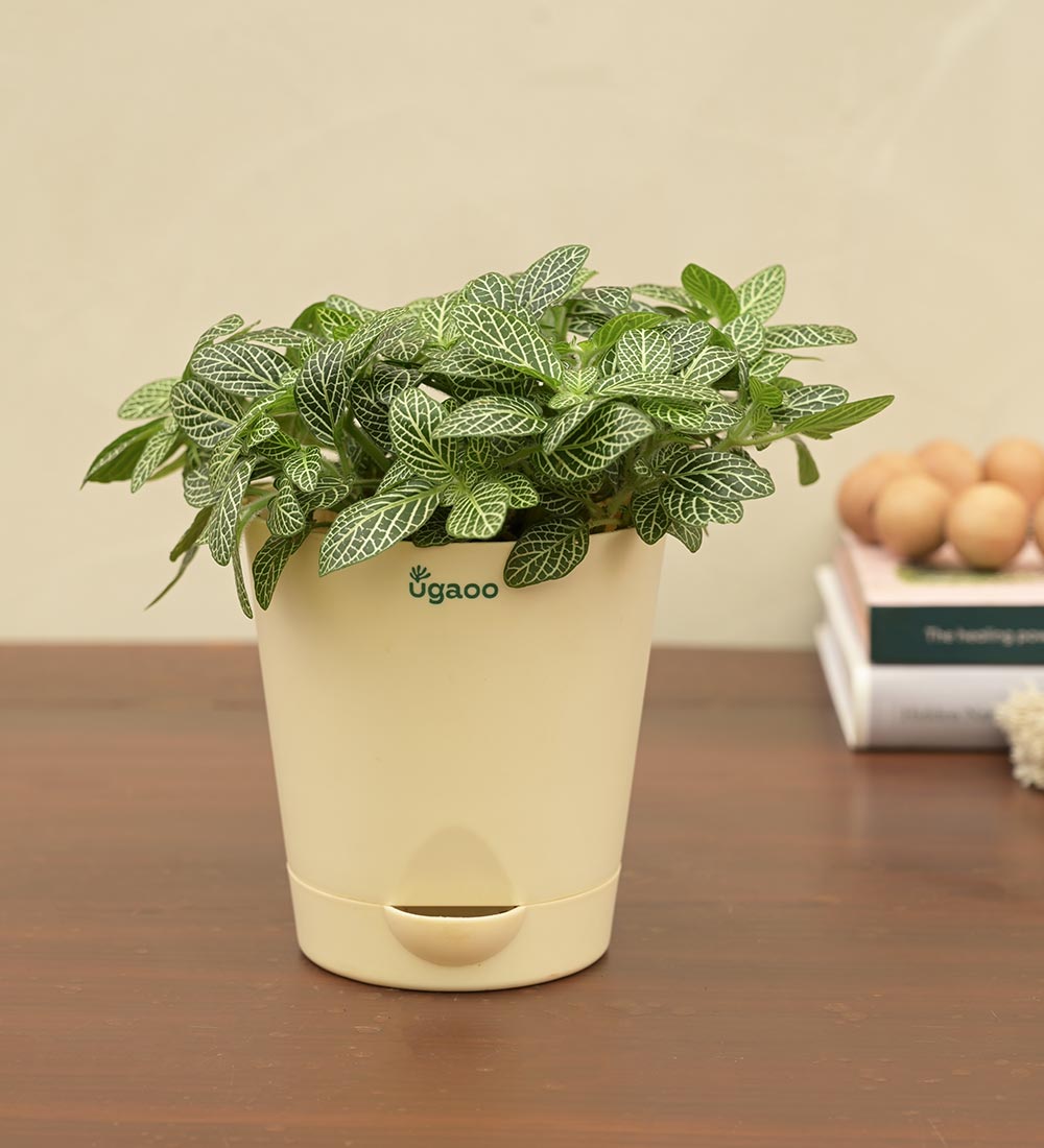 Fittonia Green Plant (Nerve Plant) Gift Hamper