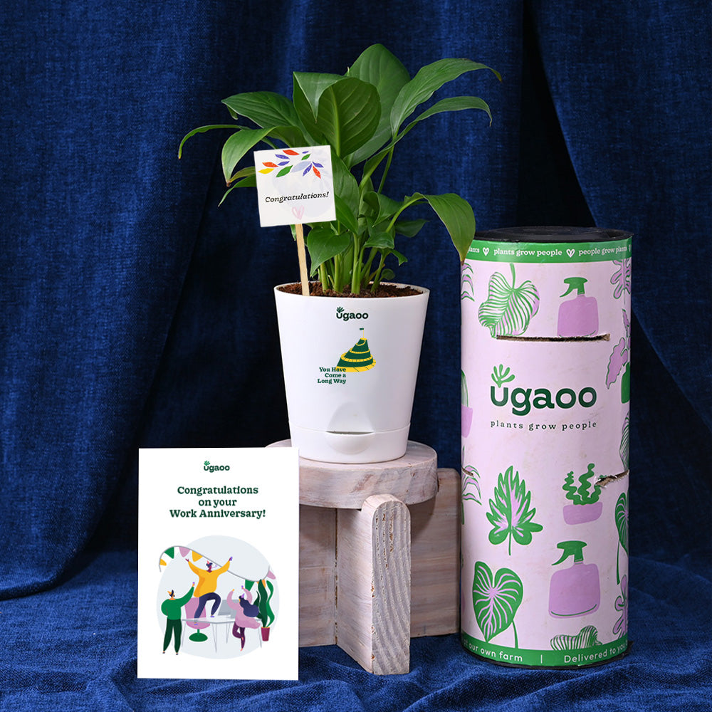 Peace Lily Plant with Smoor Celebration Box