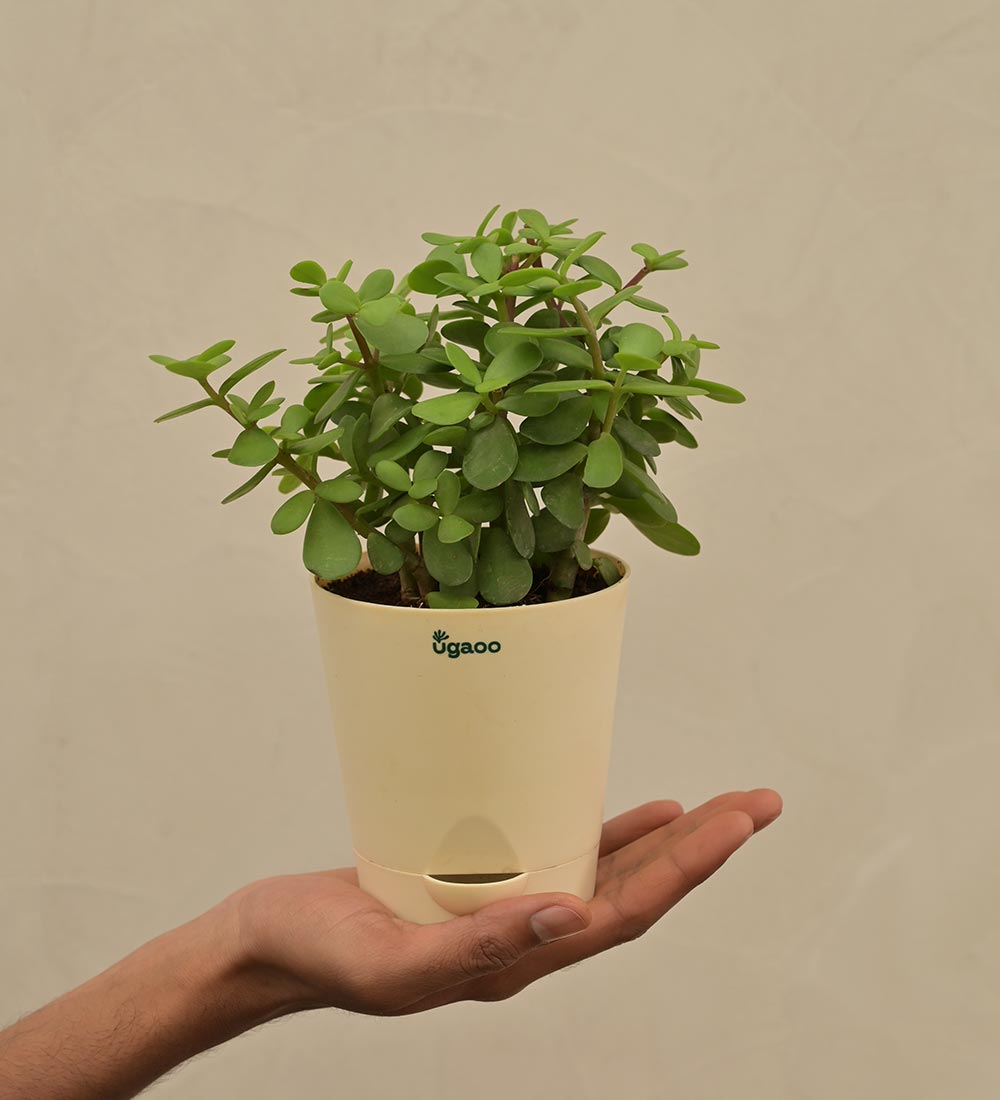 Jade Plant Mini - Small Gift Hamper