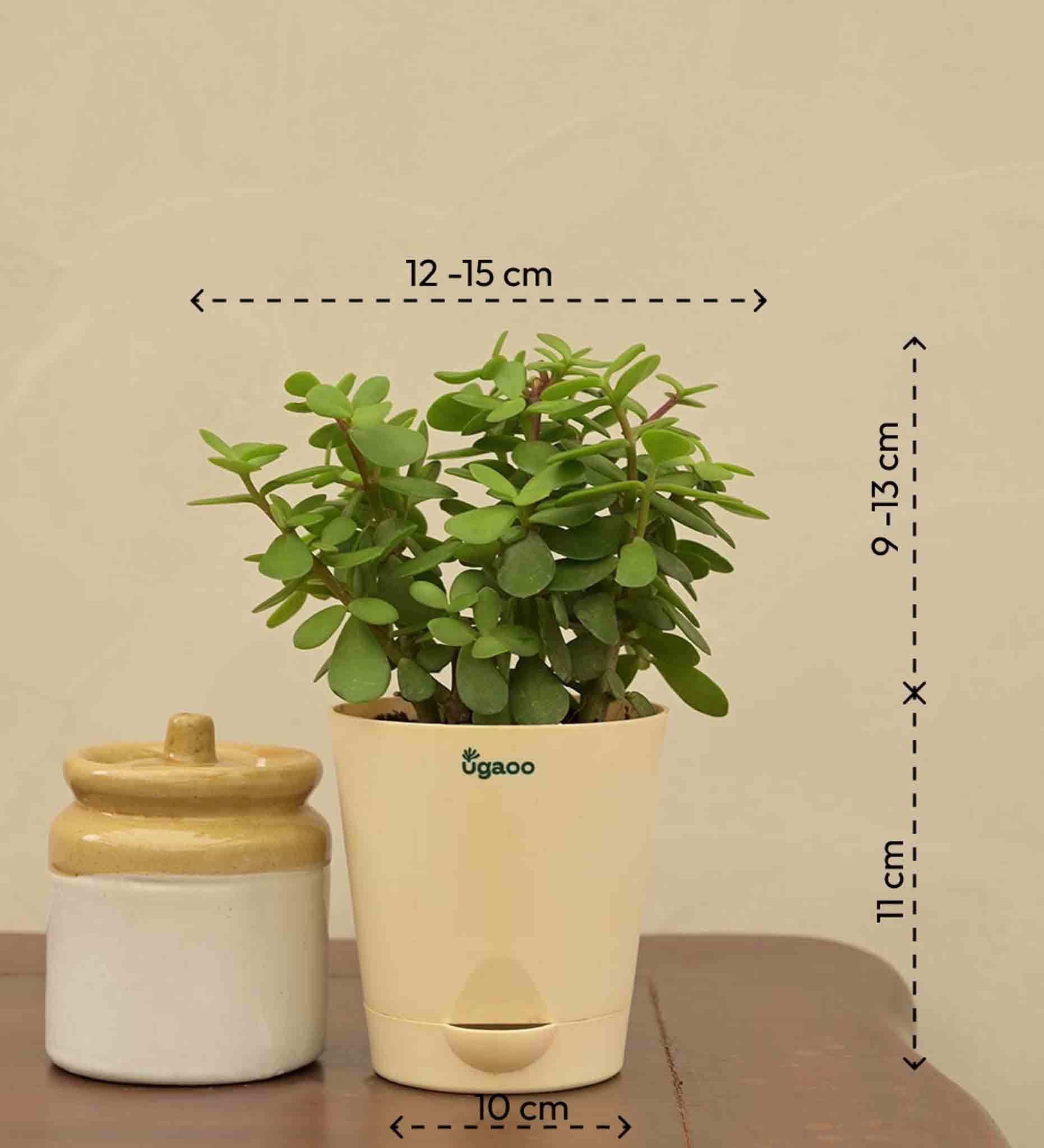 Buy Crassula ovata, Jade Plant - Succulent Plant online from Nurserylive at  lowest price.