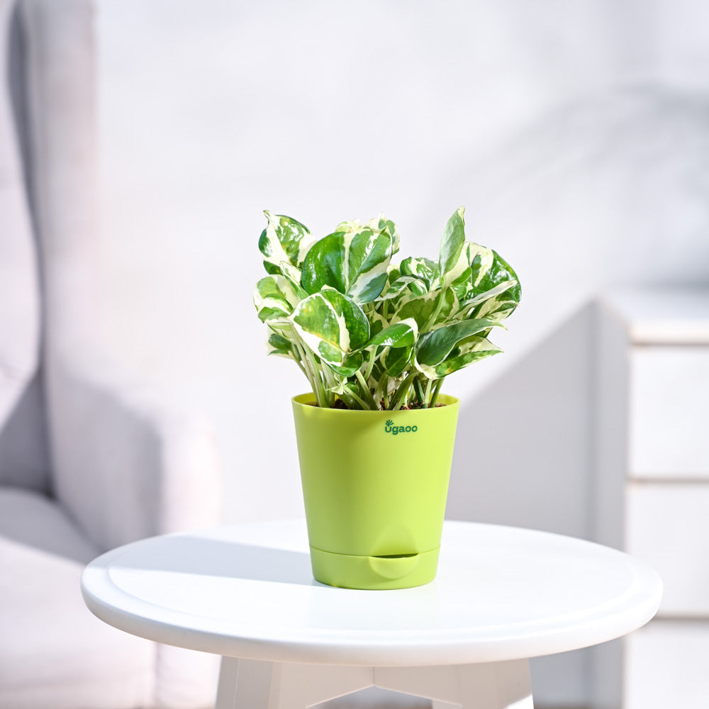 Krish_Light_Green_Self_Watering_Planter