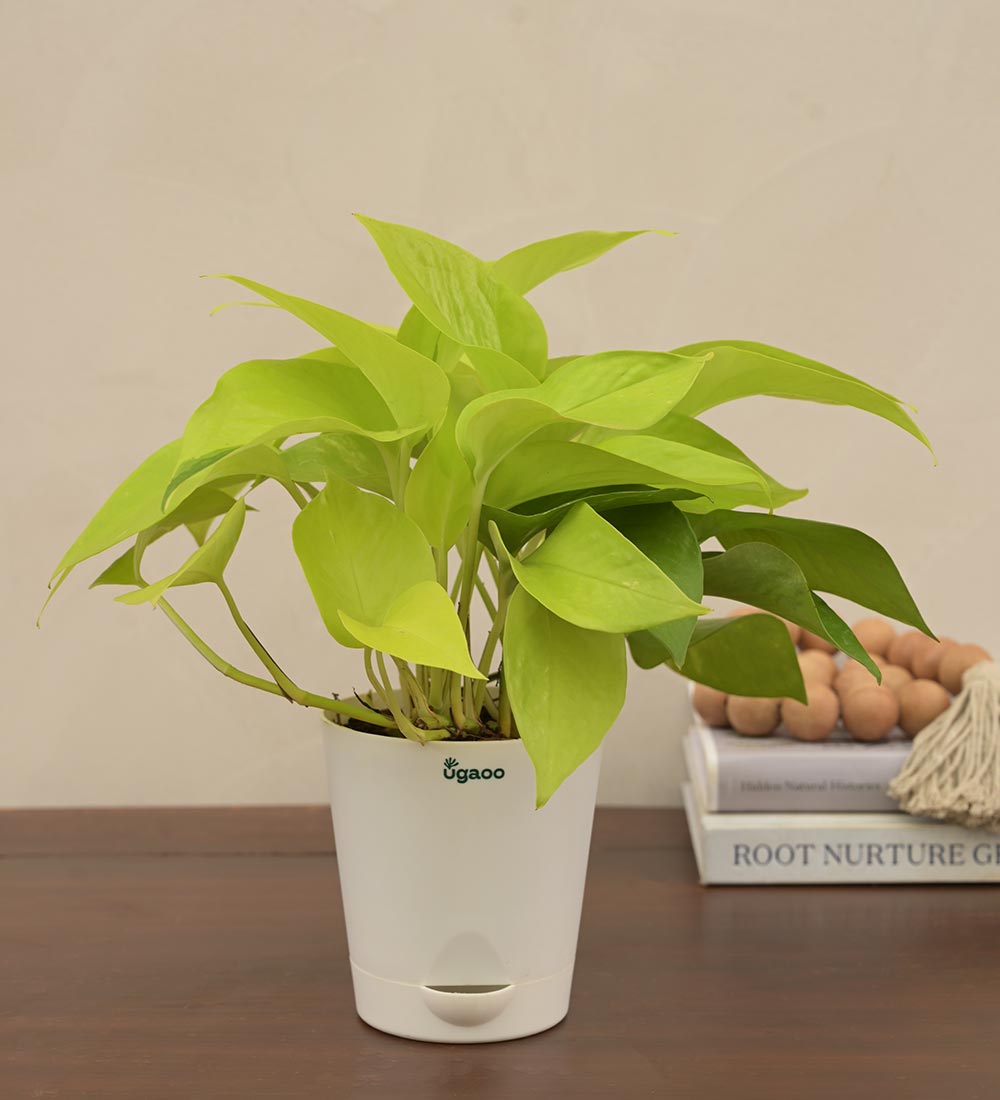 Plant Gifts For Loved Ones This Diwali