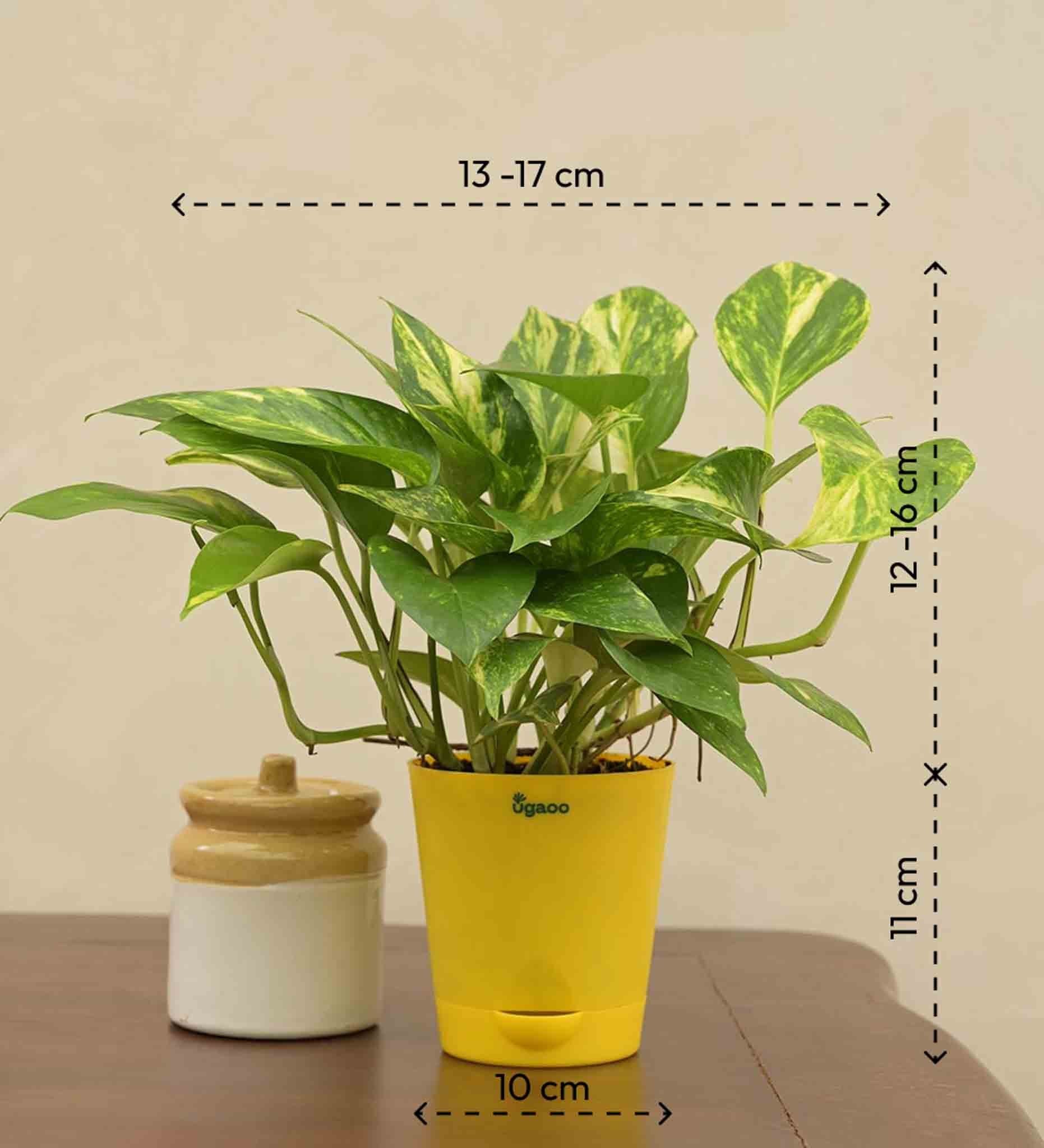 Captivating Money Plant with Sweet N Savory Delight to India | Free Shipping