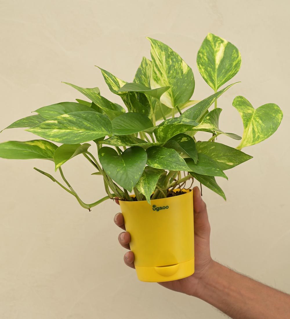 Money Plant Variegated Corporate Gift Hamper