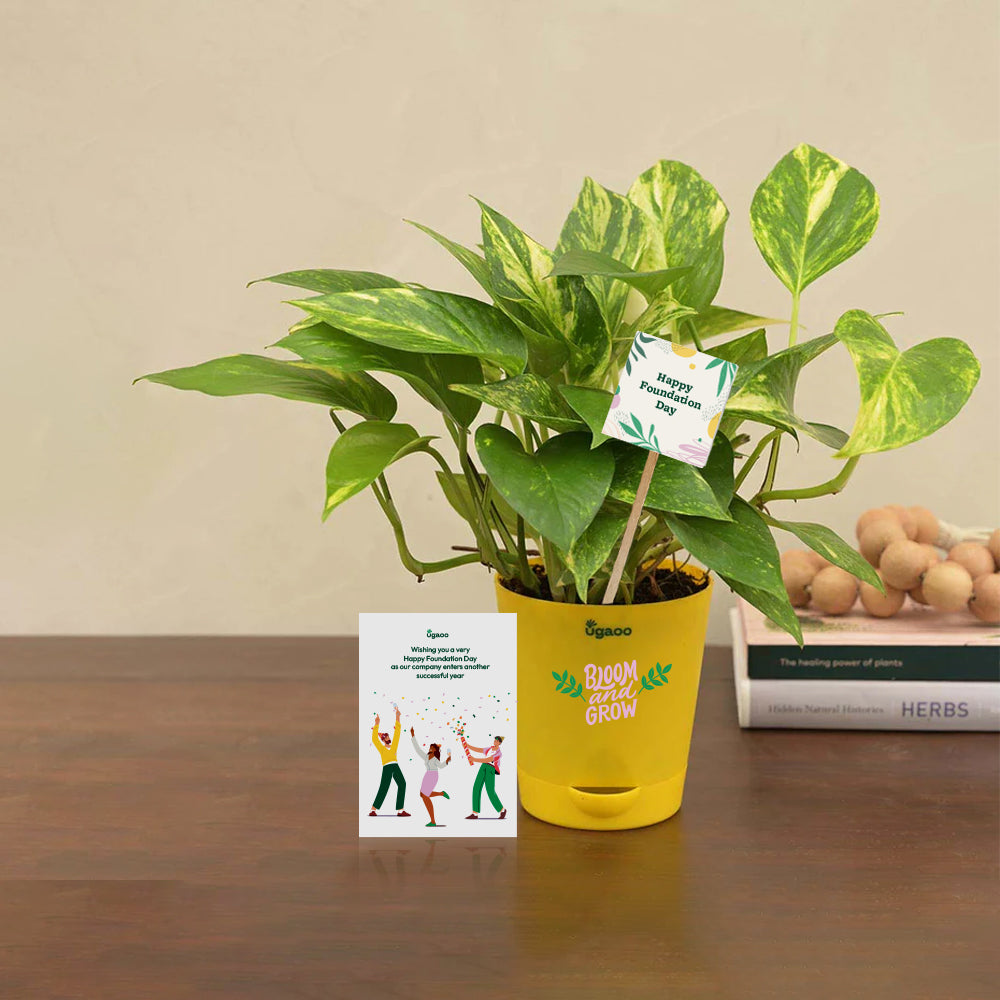 Money Plant Variegated Corporate Gift Hamper