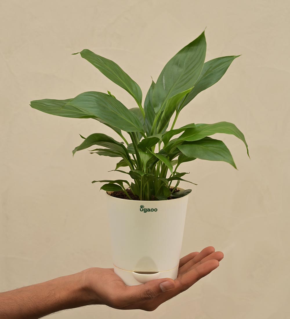 Peace Lily Plant For Environment Day Gifting