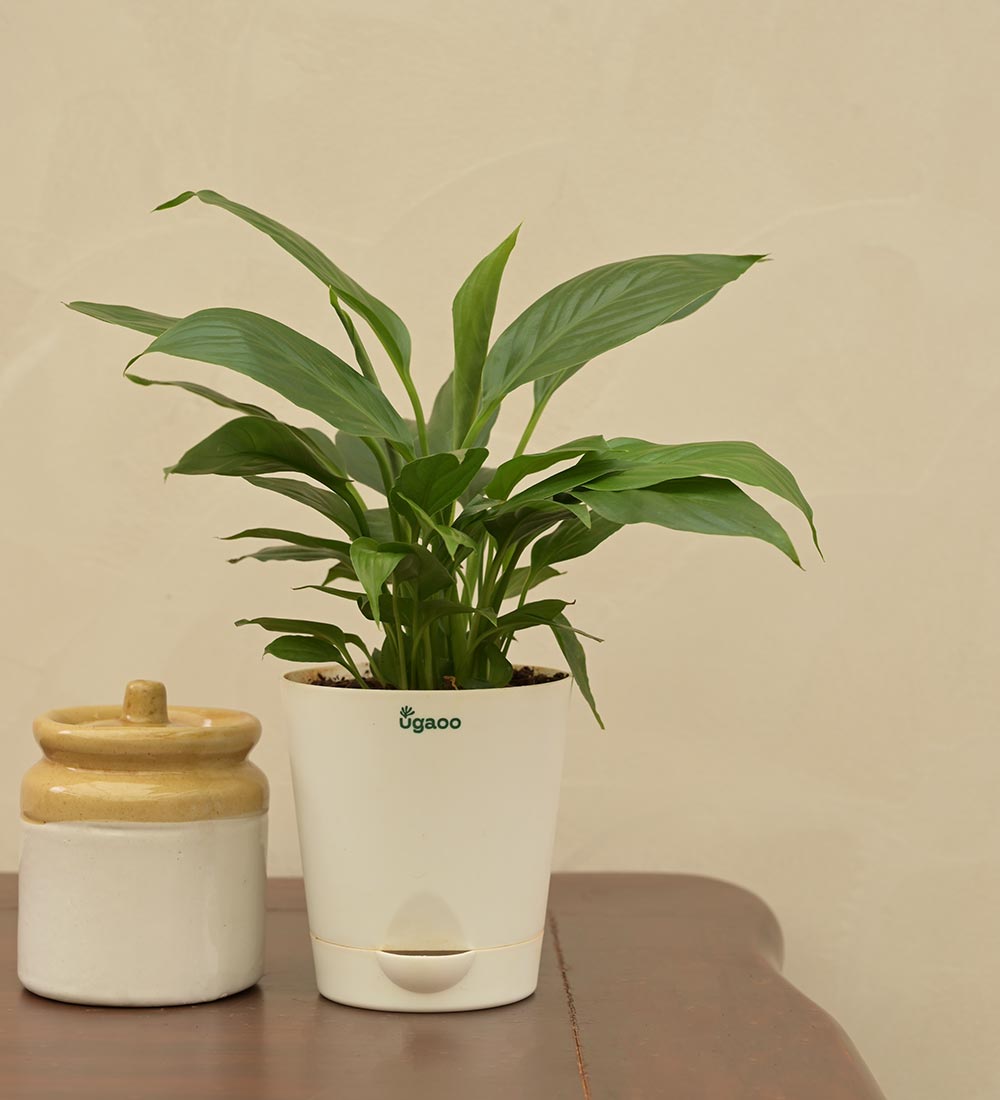 Peace Lily Plant For Environment Day Gifting