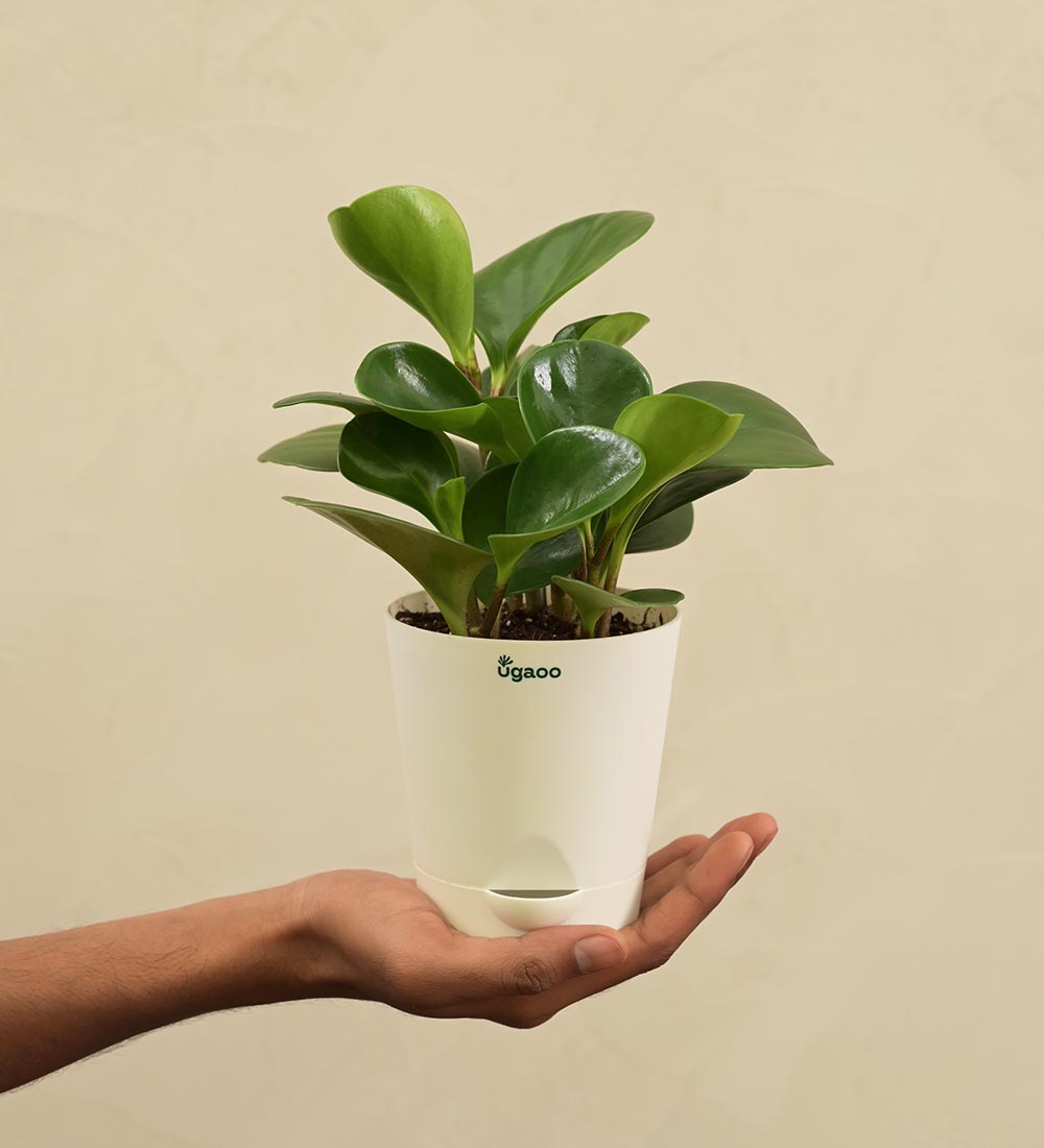 Peperomia Green Plant Gift Hamper