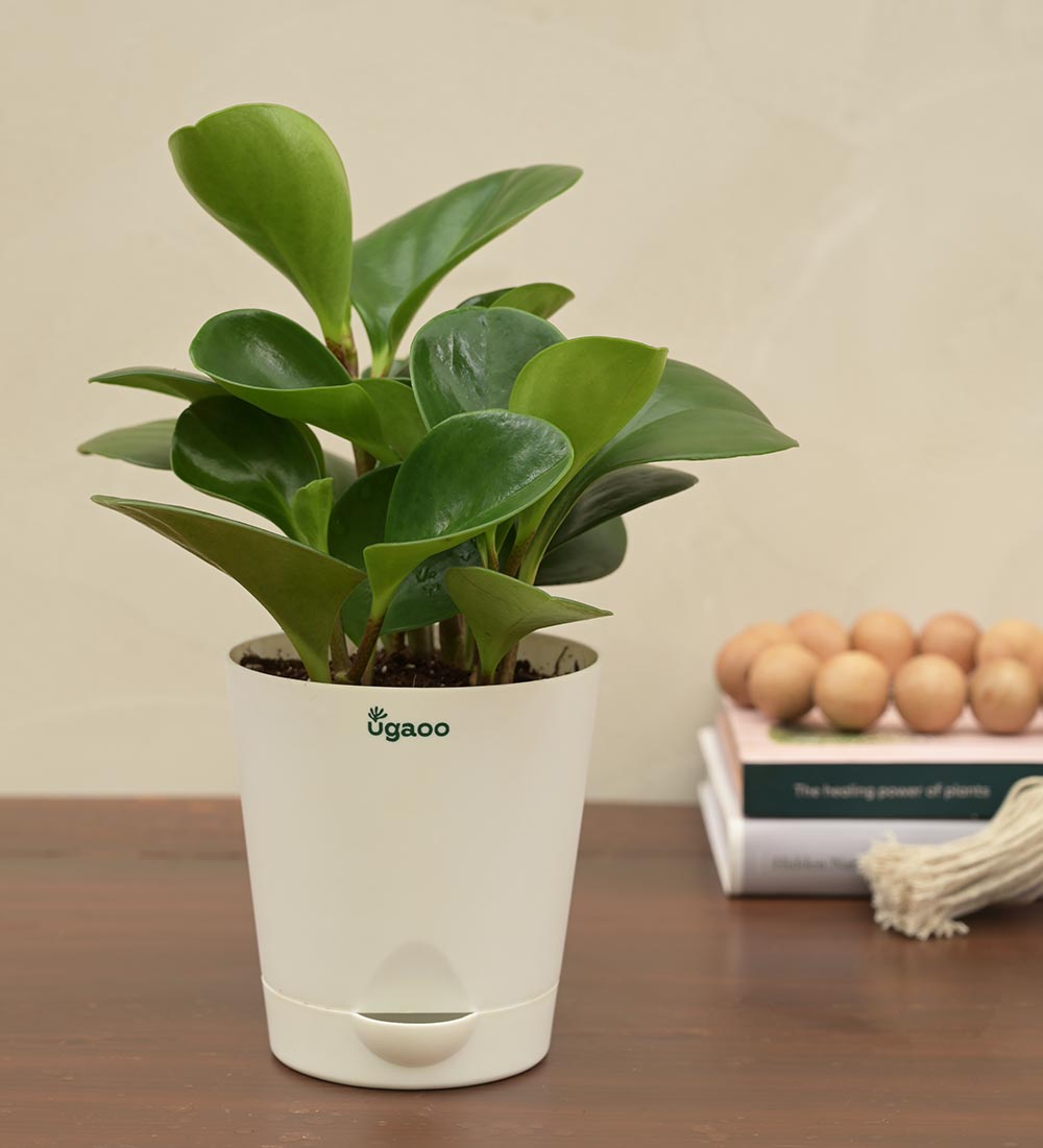 Peperomia Green Plant Gift Hamper