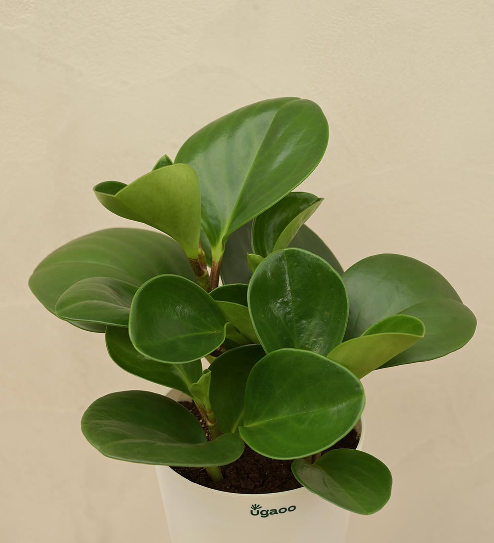 Peperomia Green Plant Gift Hamper