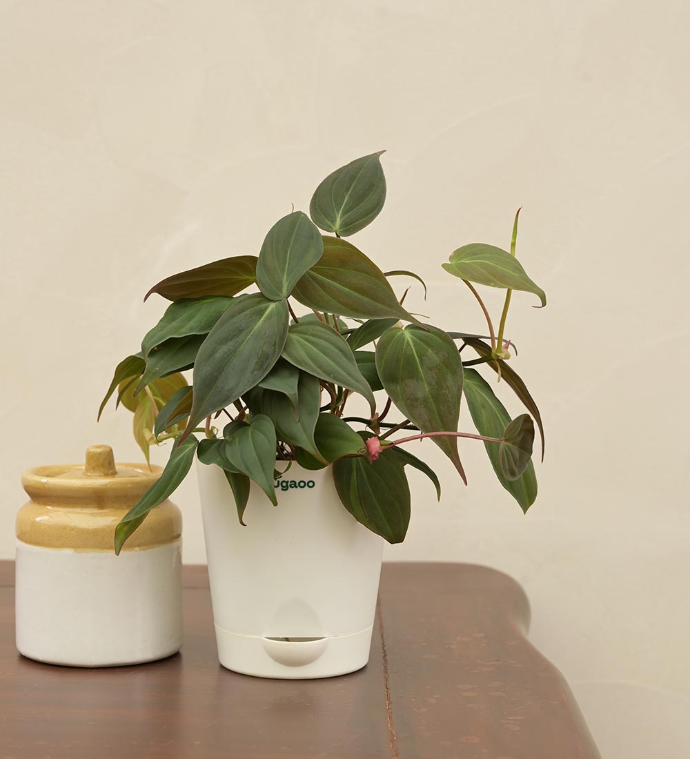 Philodendron Micans Plant For Environment Day Gifting