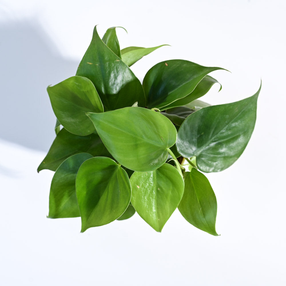 Philodendron Oxycardium Green Plant with GroPot