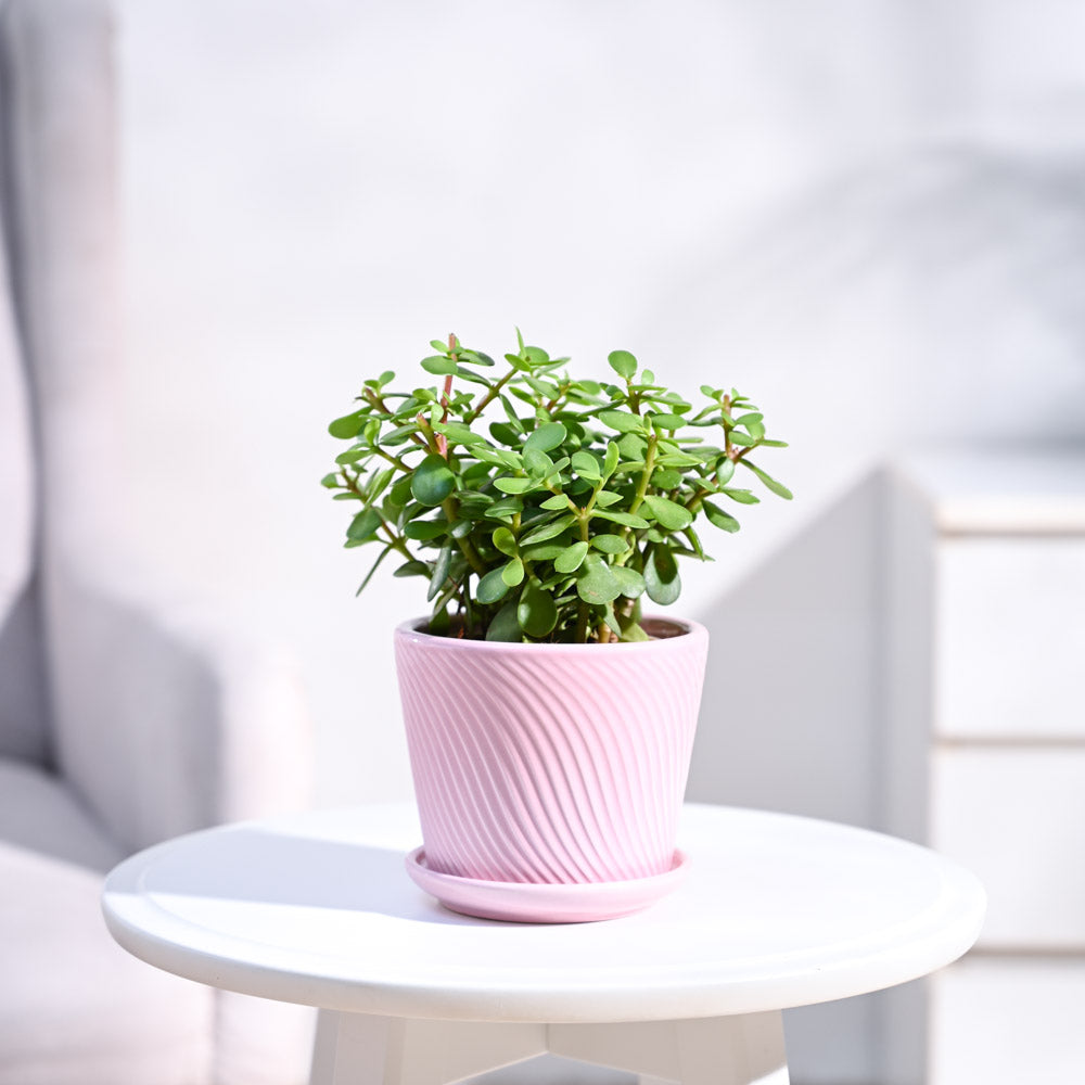 small_ceramic-pot_pink