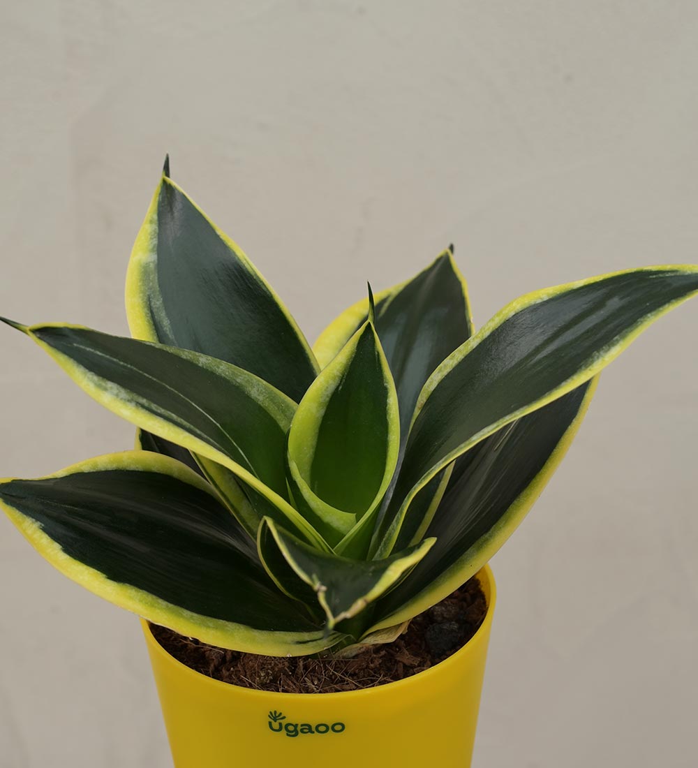 Snake Plant - Golden Hahnii Employee Gift Hamper