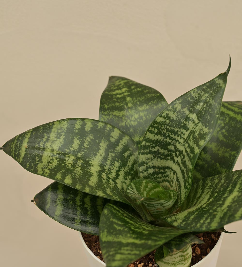 Snake Green Plant For Environment Day Gifting