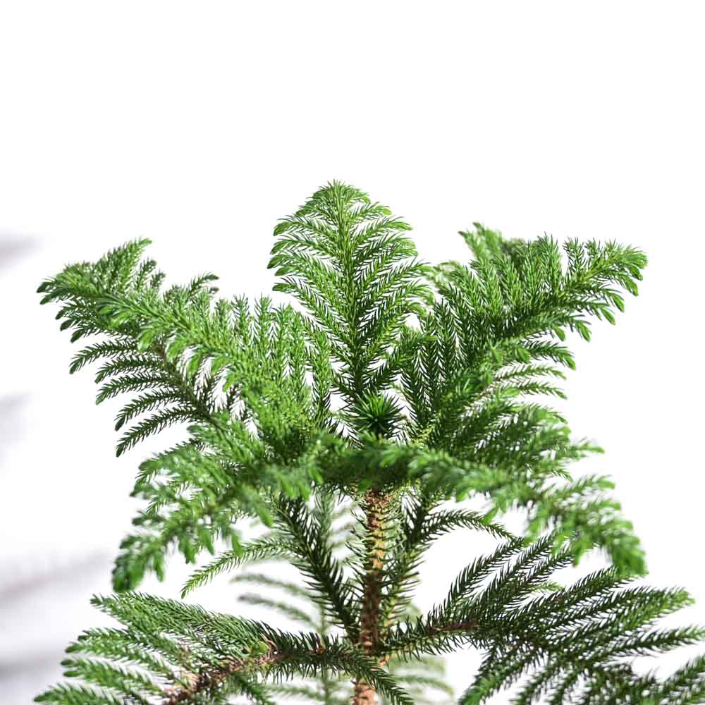 Indian Christmas Tree - XL