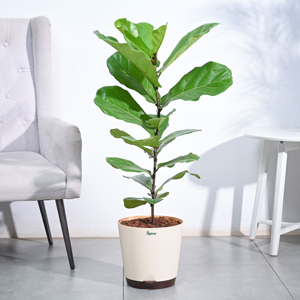 Ficus Lyrata (Fiddle Leaf Fig) - XL