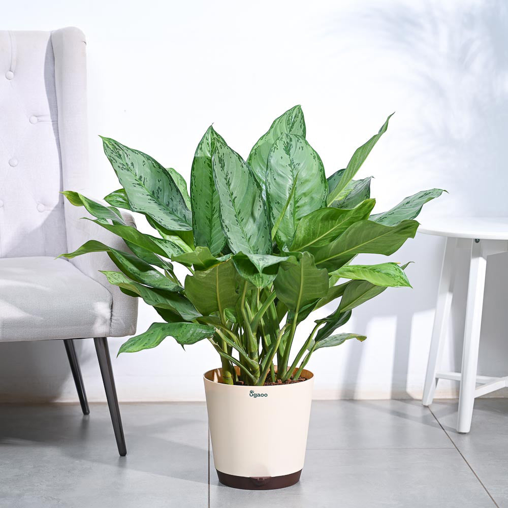 Aglaonema Dove Plant - XL