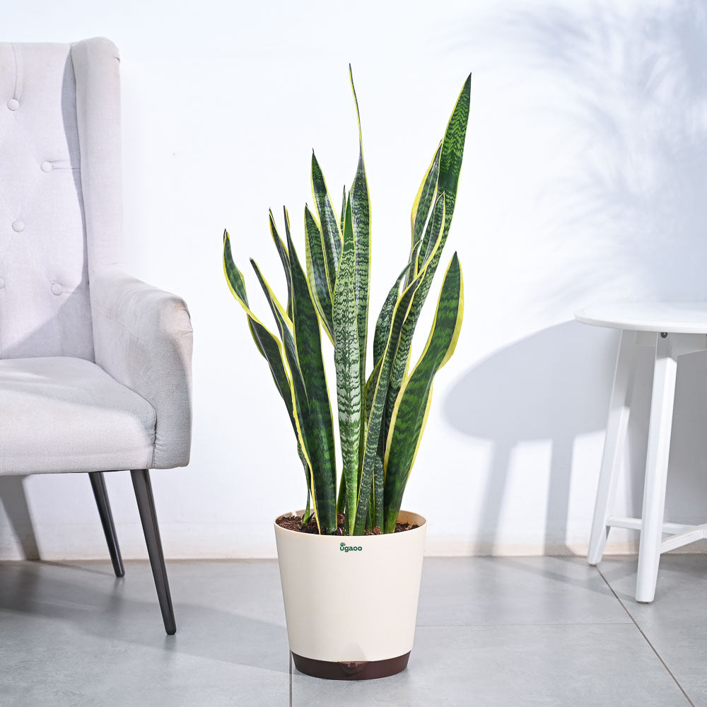 Sansevieria Laurentii Plant - XL