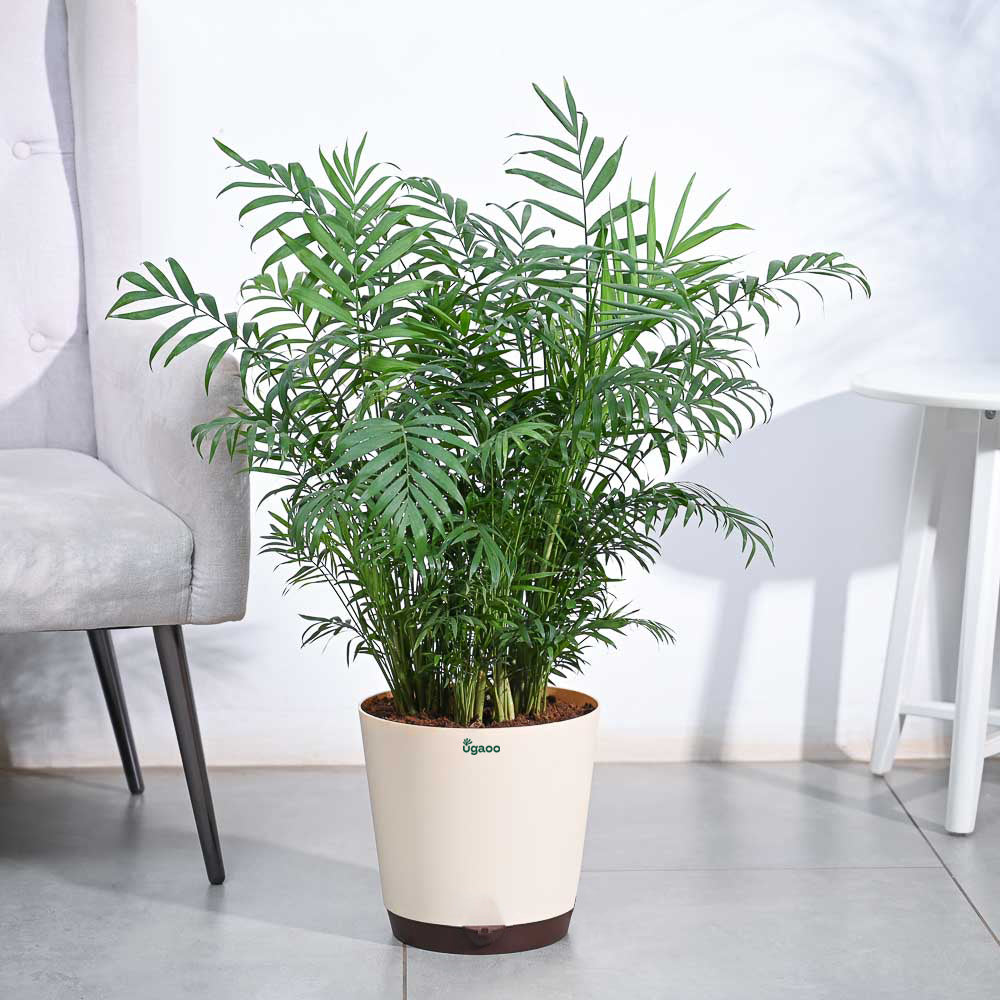 Bamboo Palm XL