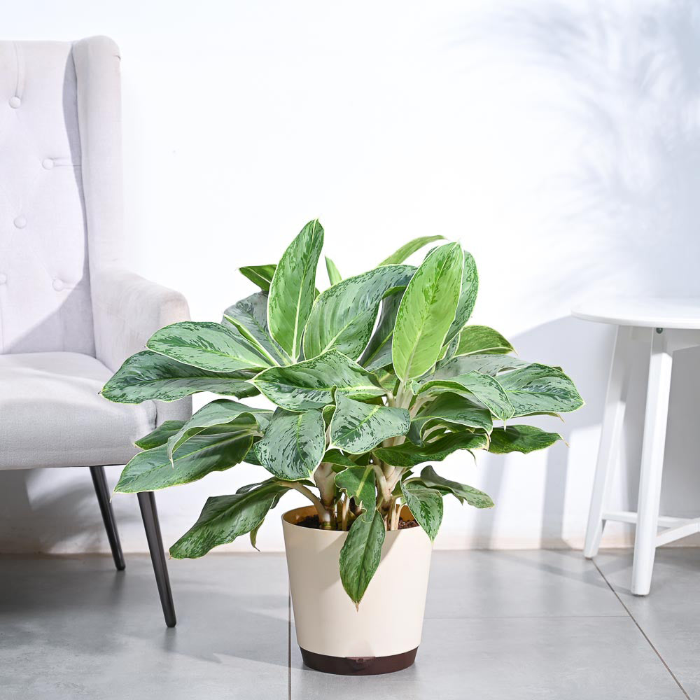 Aglaonema Ice Plant - XL