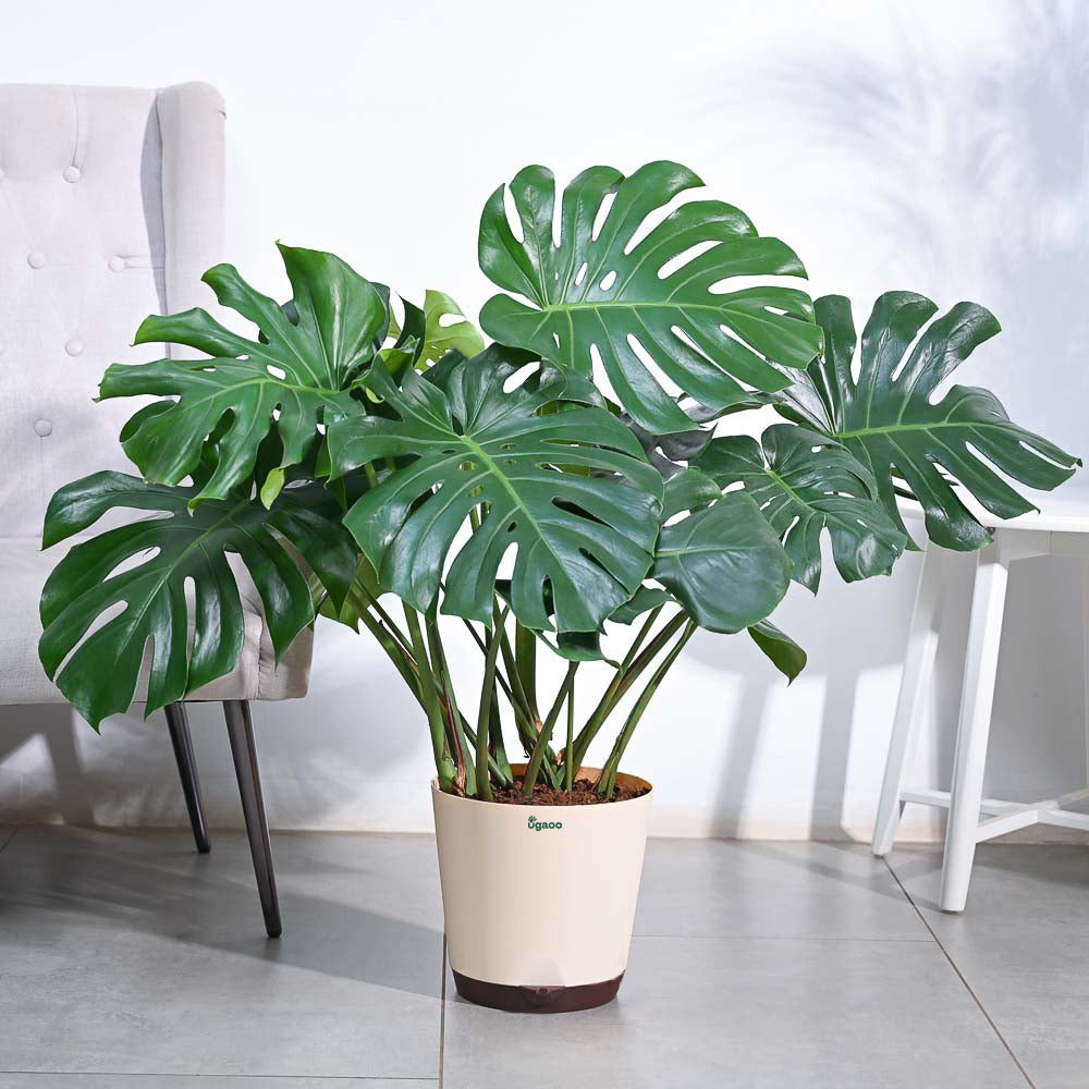 Monstera Deliciosa Plant - XL