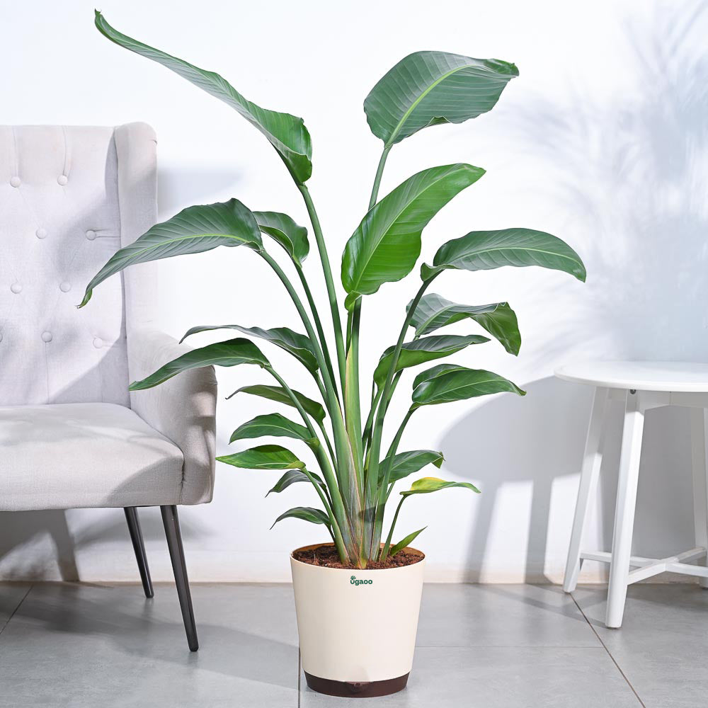 Bird of Paradise Plant - XL