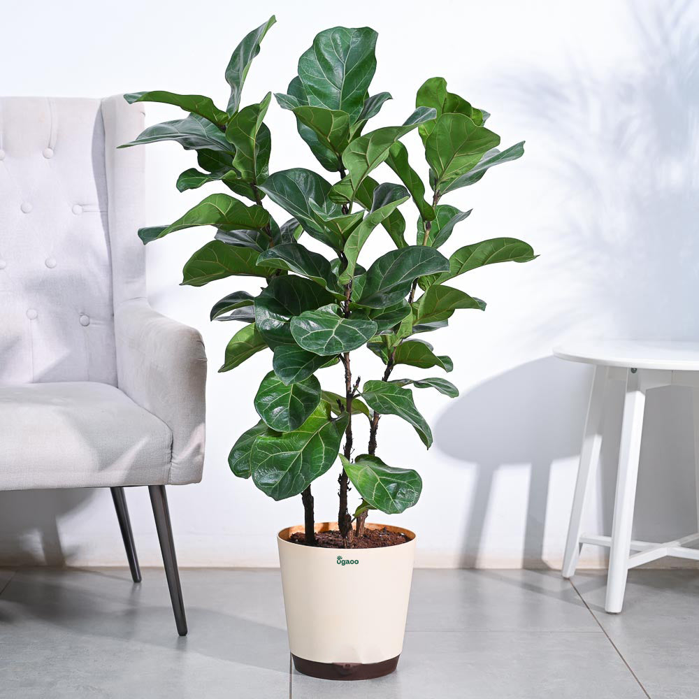 Ficus Lyrata Bambino -XL