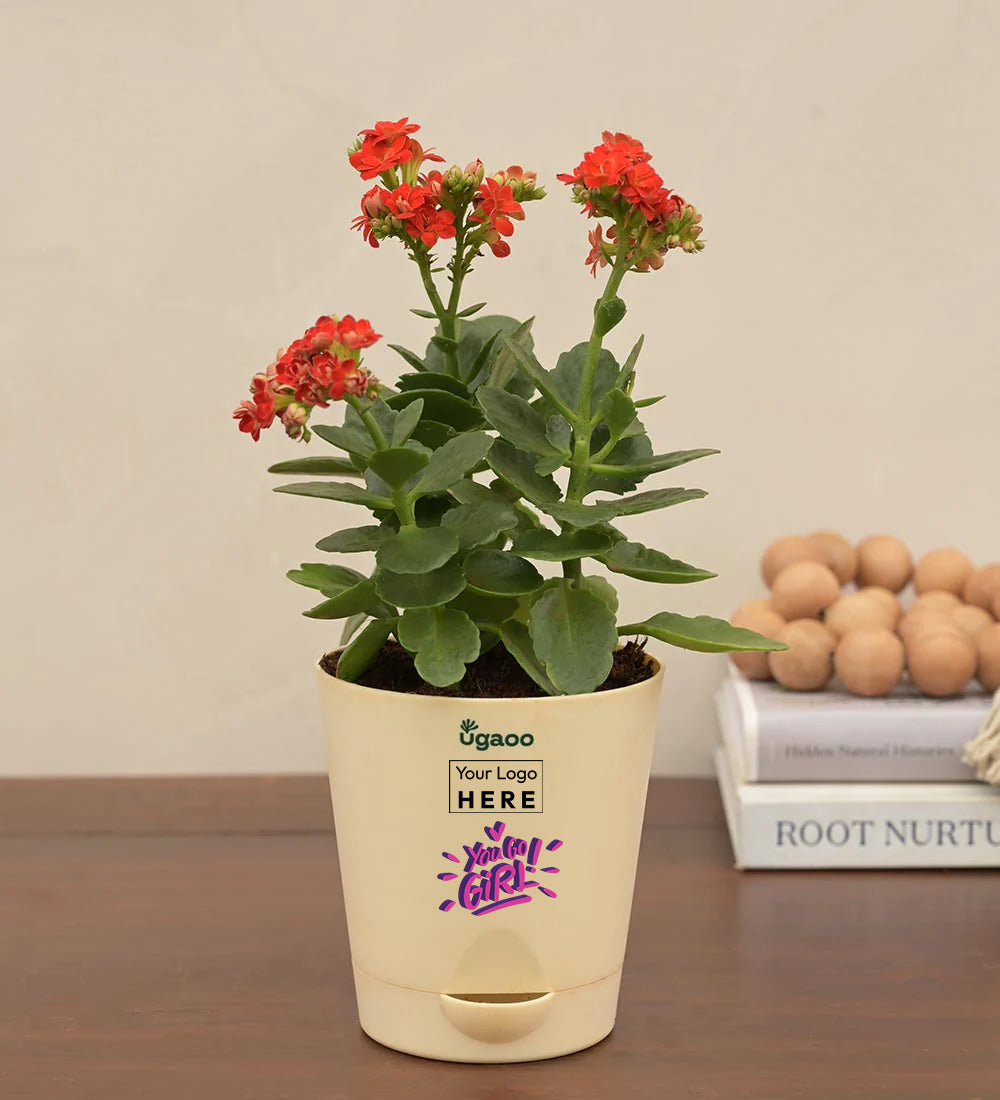 Kalanchoe Red Plant - Women&