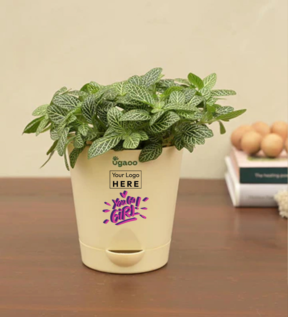 Fittonia Green Plant (Nerve Plant)  - Women&