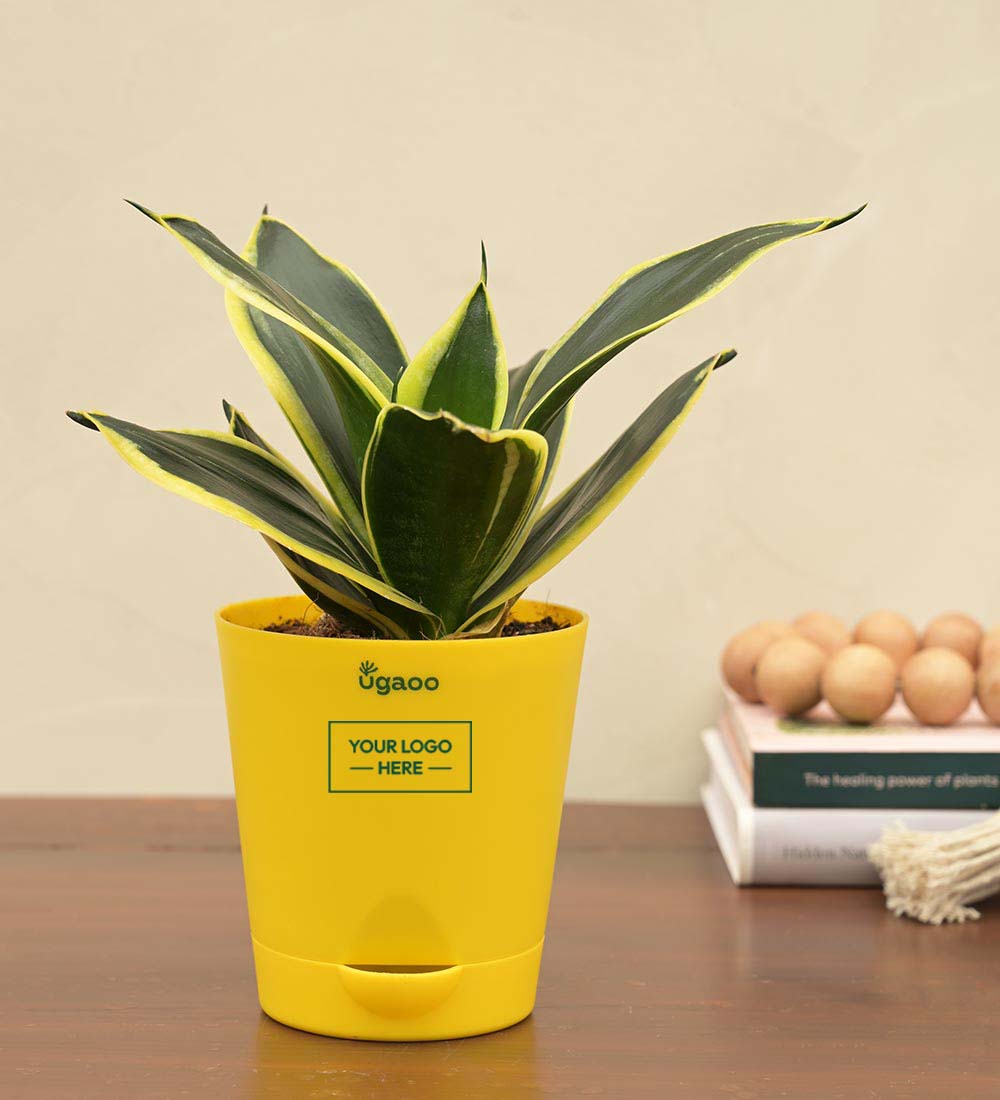 Snake Plant - Golden Hahnii Gift Hamper