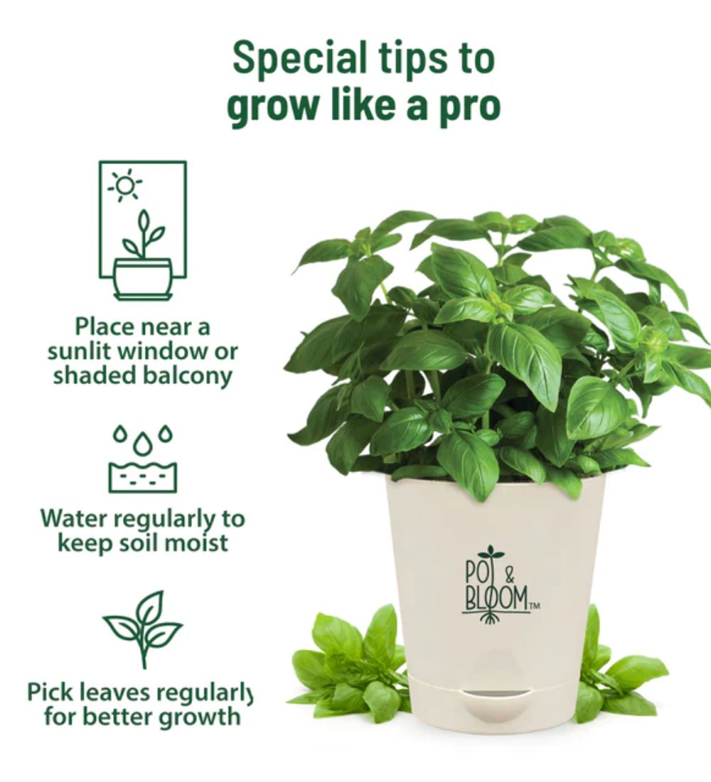 Italian Basil Grow Kit