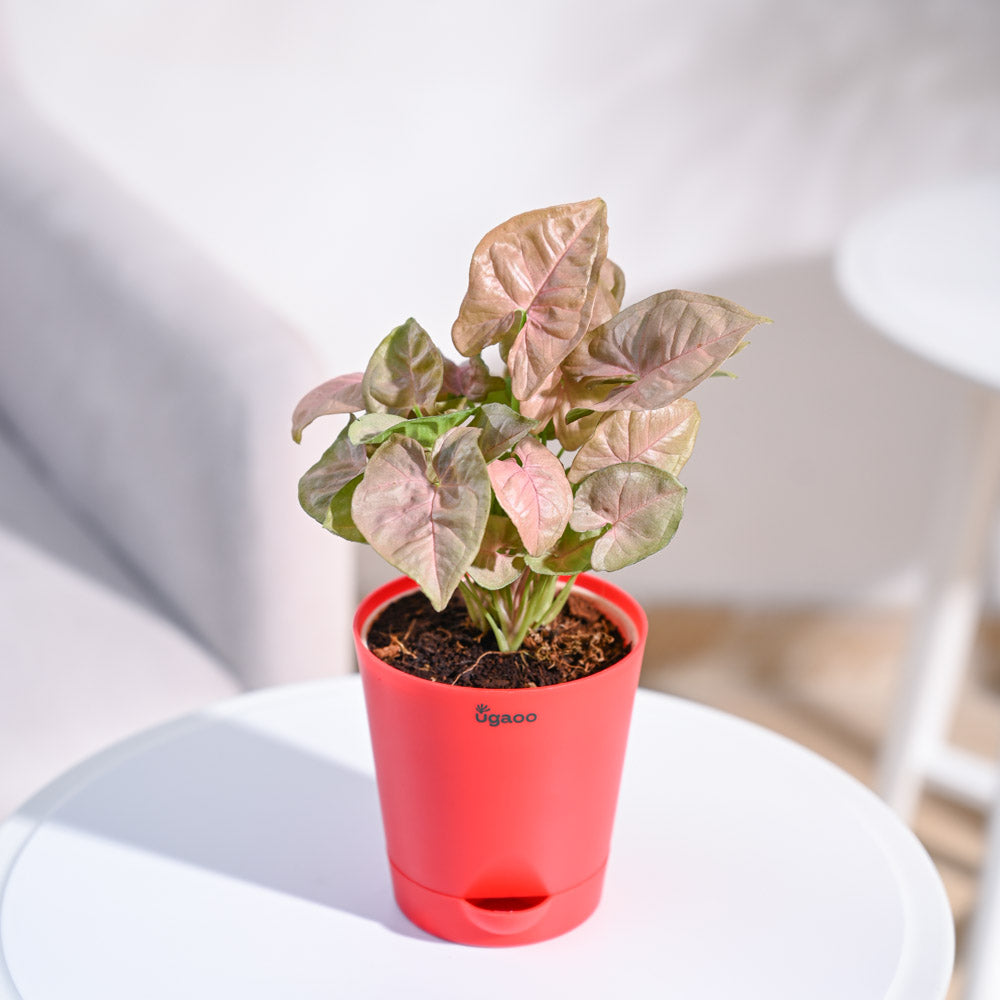 Krish_Red_Self_Watering_Planter