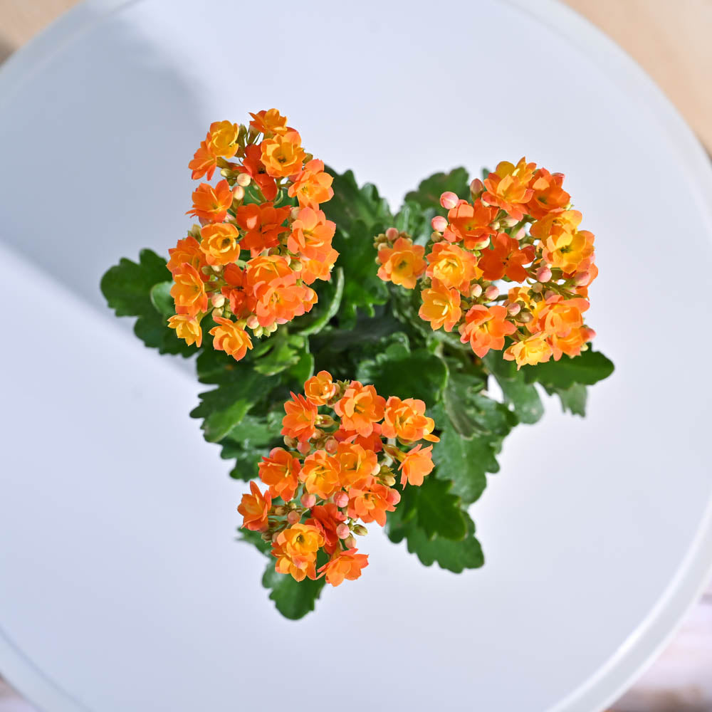 Kalanchoe Plant - Orange