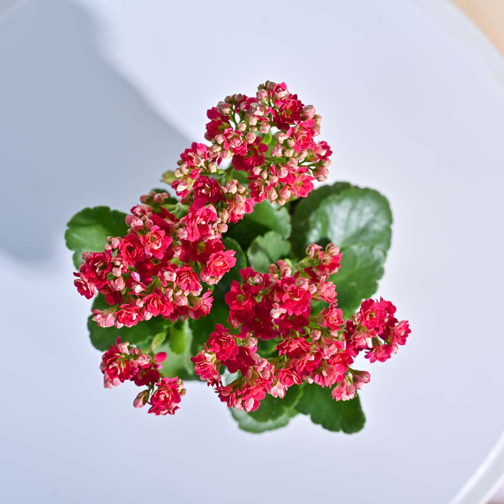 Kalanchoe Plant - Pink