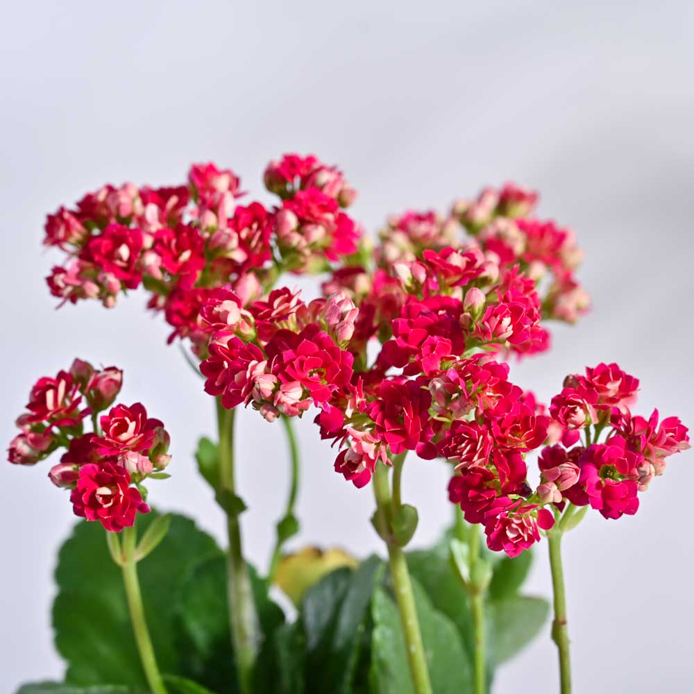 Kalanchoe Plant - Pink