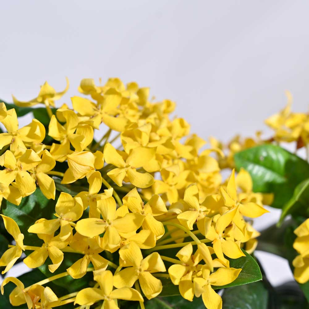 Ixora (Rugmini) Plant - Yellow