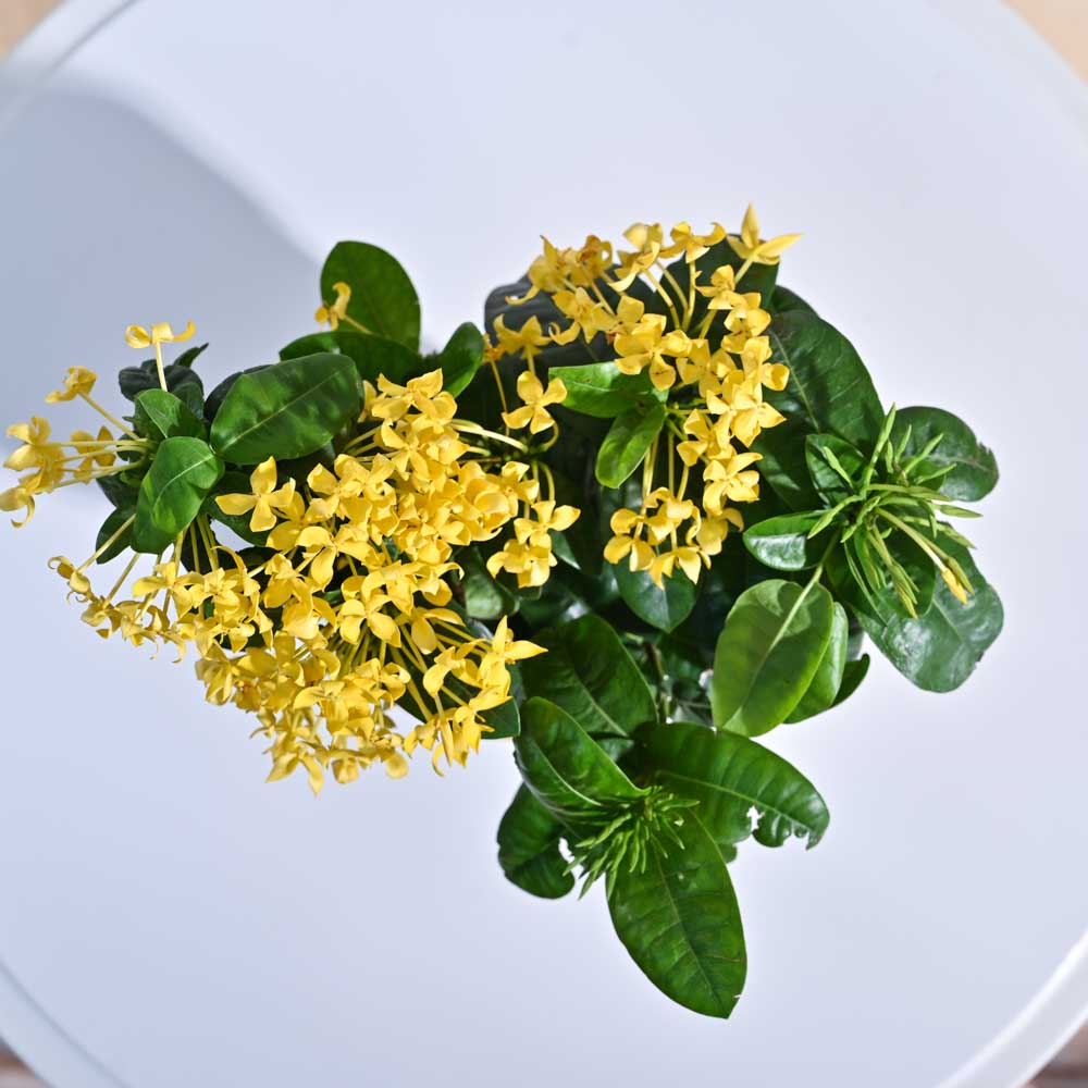 Ixora (Rugmini) Plant - Yellow