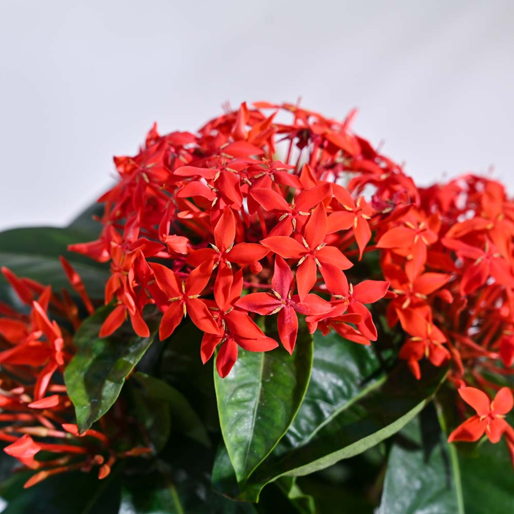 Ixora (Rugmini) Plant - Red