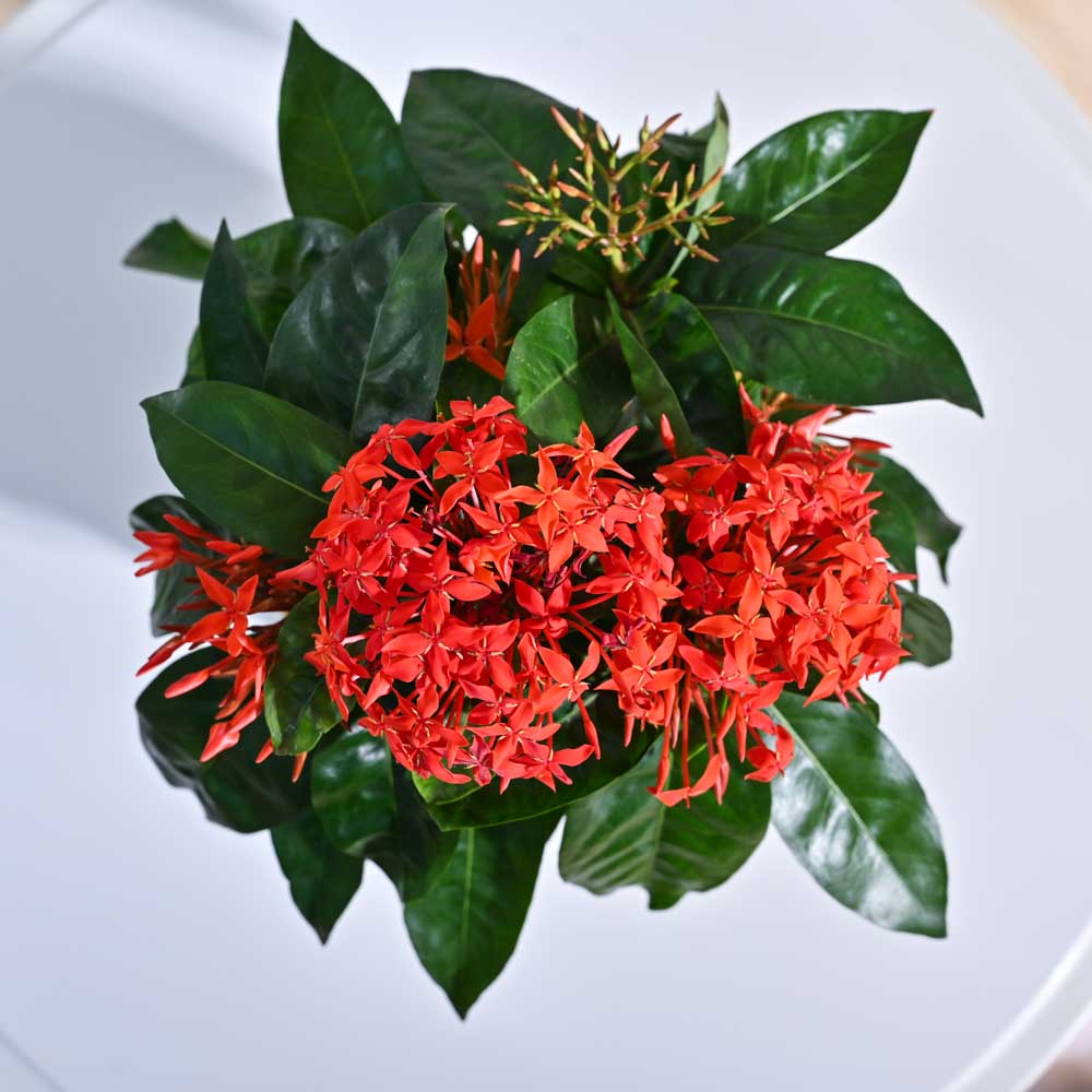 Ixora (Rugmini) Plant - Red